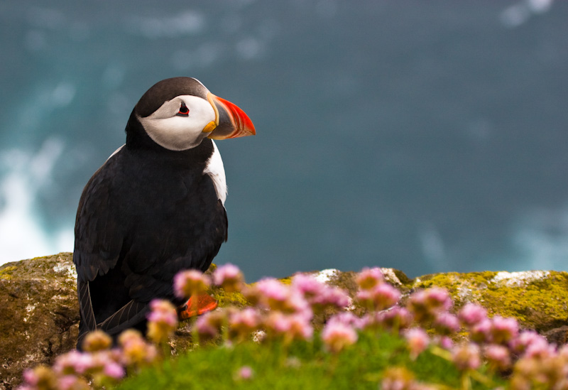 Atlantic Puffin